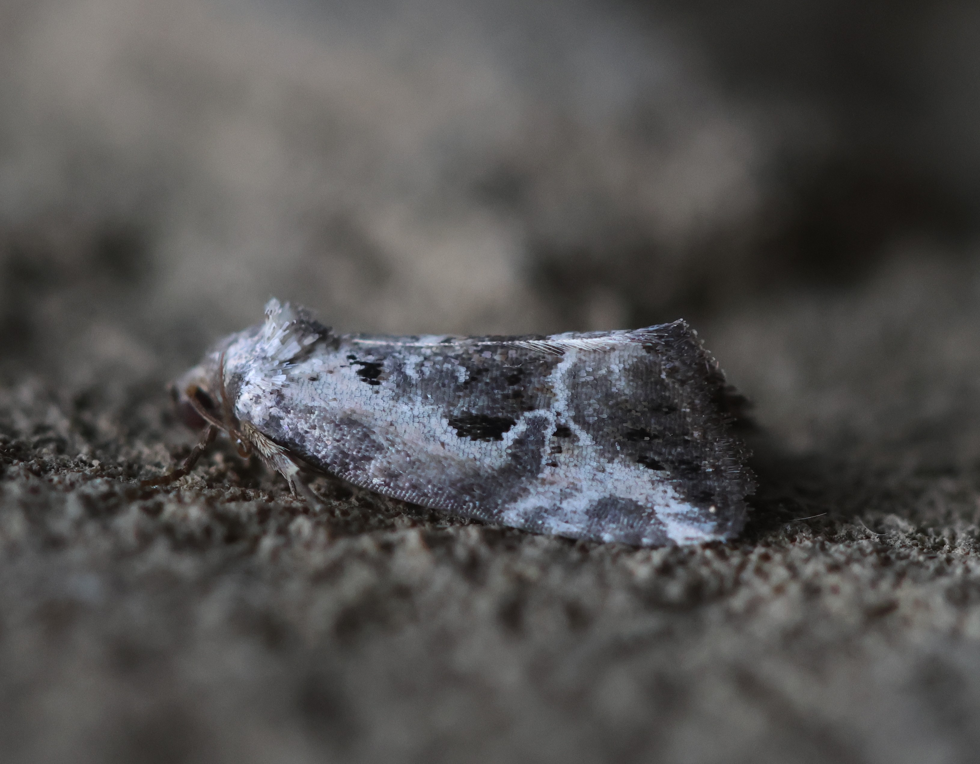 Photo of Rosy Marbled (Elaphria venustula)
